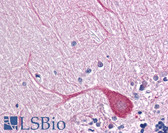 Anti-TLR3 Antibody IHC-plus LS-B4866