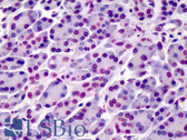 Anti-BAP1 Antibody (clone 1G8) IHC-plus LS-B4874