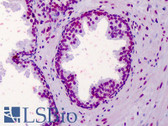 Anti-AHR Antibody (aa2-51) IHC-plus LS-B4900