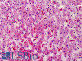 Anti-STEAP4 Antibody (aa201-250) IHC-plus LS-B4904