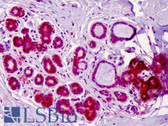 Anti-RREB1 Antibody (aa560-609) IHC-plus LS-B4908