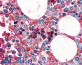 Anti-Hemoglobin Antibody IHC-plus LS-B4914