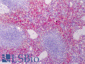 Anti-RHEB Antibody (Asn50) IHC-plus LS-B4945