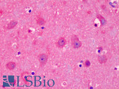 Anti-NEDD8 Antibody (aa20-32) IHC-plus LS-B4950