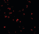 Anti-GRTP1 Antibody (N-Terminus) IHC-plus LS-B4976