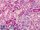 Anti-GRTP1 Antibody (Internal) IHC-plus LS-B4977