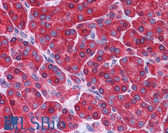 Anti-HINT / HINT1 Antibody (Internal) IHC-plus LS-B4989