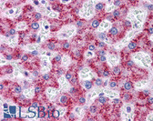 Anti-SYPL1 Antibody (N-Terminus) IHC-plus LS-B5017