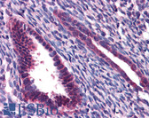 Anti-JMJD1C Antibody (N-Terminus) IHC-plus LS-B5033