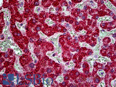 Anti-TBC1D10A Antibody (aa2-14) IHC-plus LS-B5101