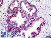 Anti-SUFU Antibody (aa2-13) IHC-plus LS-B5105