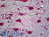 Anti-Testilin / EHD1 Antibody (aa2-15) IHC-plus LS-B5111
