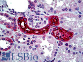 Anti-SLC12A1 / NKCC2 Antibody (aa43-57) IHC-plus LS-B5131