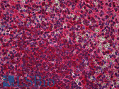 Anti-COPS5 / JAB1 Antibody (N-Terminus) IHC-plus LS-B5185