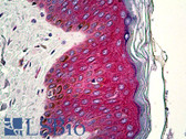 Anti-FGF Receptor / FGFR2 Antibody (aa362-374) IHC-plus LS-B5187
