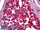 Anti-NOTCH1 Antibody (C-Terminus) IHC-plus LS-B5189