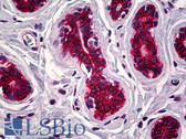 Anti-c-Kit / CD117 Antibody (Cytoplasmic Domain) IHC-plus LS-B5194