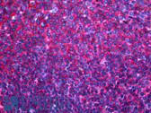 Anti-CD44 Antibody (clone SPM521) IHC-plus LS-B5198