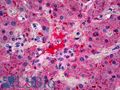 Anti-Fibrinogen Antibody IHC-plus LS-B5249