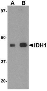 Anti-IDH1 / IDH Antibody (C-Terminus) IHC-plus LS-B5288