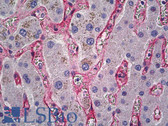 Anti-CD105 Antibody IHC-plus LS-B5299