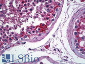 Anti-CLDN11 / Claudin 11 Antibody (C-Terminus) IHC-plus LS-B5302