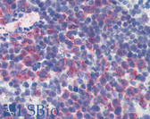 Anti-CD69 Antibody (clone H1.2F3, FITC) IHC-plus LS-B5335