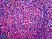 Anti-CD48 Antibody (clone 3B8-2C2) IHC-plus LS-B5385