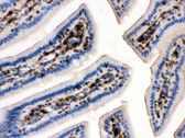 beta-Actin IHC Antibody