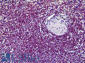 Anti-CDK6 Antibody (clone 8H4) IHC-plus LS-B5388