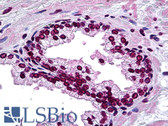 Anti-DLX2 Antibody (clone 2E12) IHC-plus LS-B5397