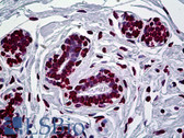 Anti-EN1 / Engrailed Antibody (clone 3H2) IHC-plus LS-B5400
