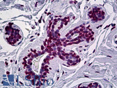 Anti-EN1 / Engrailed Antibody (clone 1F5) IHC-plus LS-B5401