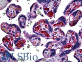 Anti-FGF1 Antibody (clone 1F9) IHC-plus LS-B5407