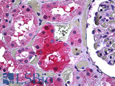 Anti-GALT Antibody (clone 4C11) IHC-plus LS-B5410