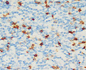 CD22 IHC Antibody