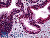 Anti-SMC1A / SMC1 Antibody (clone 1B9) IHC-plus LS-B5432