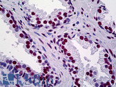 Anti-TRIM28 / KAP1 Antibody (clone 4E6) IHC-plus LS-B5439