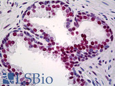Anti-TRIM28 / KAP1 Antibody (clone 1D11) IHC-plus LS-B5440