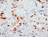 CD40L IHC Antibody