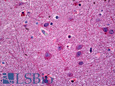 Anti-NTM / Neurotrimin Antibody (aa235-284) IHC-plus LS-B5442