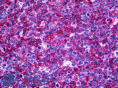 Anti-USP33 / VDU1 Antibody (clone 5B5) IHC-plus LS-B5452