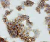 CD44 IHC Antibody