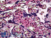 Anti-SMAD3 Antibody (clone 7F3) IHC-plus LS-B5459
