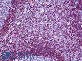 Anti-MECP2 Antibody (clone 4B6) IHC-plus LS-B5462