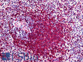 Anti-POLK Antibody (clone 6F2) IHC-plus LS-B5464