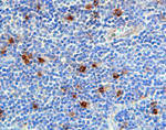 CD54 (ICAM-1) IHC Antibody