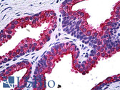 Anti-NPRB / NPR2 Antibody (clone 2A6) IHC-plus LS-B5482