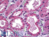 Anti-SLC11A2 / DMT1 Antibody (clone 4C6) IHC-plus LS-B5484