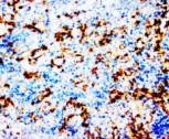 COX1 IHC Antibody